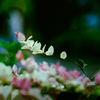 DSC02259. さんざめく.