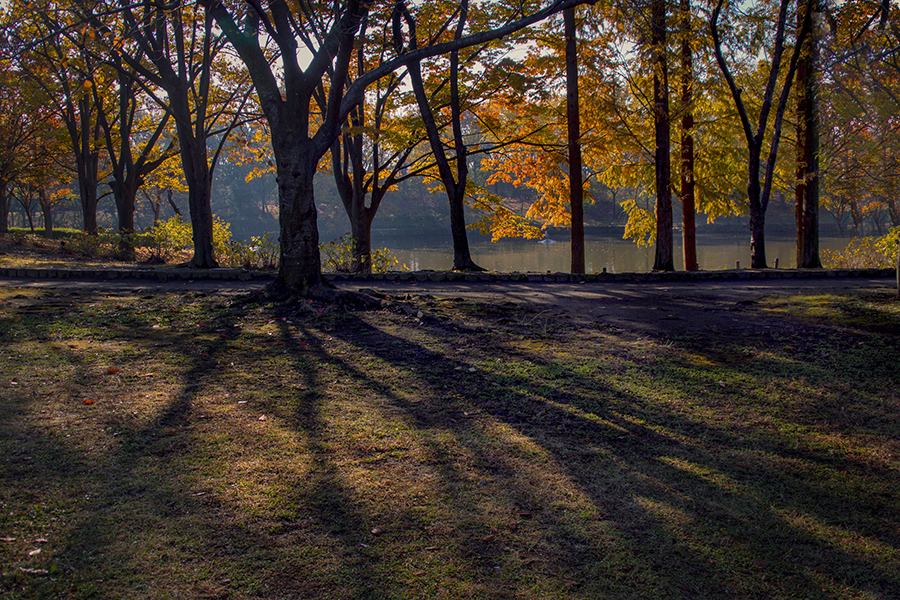 DSC07689. 森の紅葉劇場