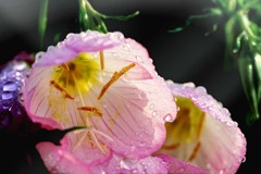 DSC03144.  月見草にお湿り