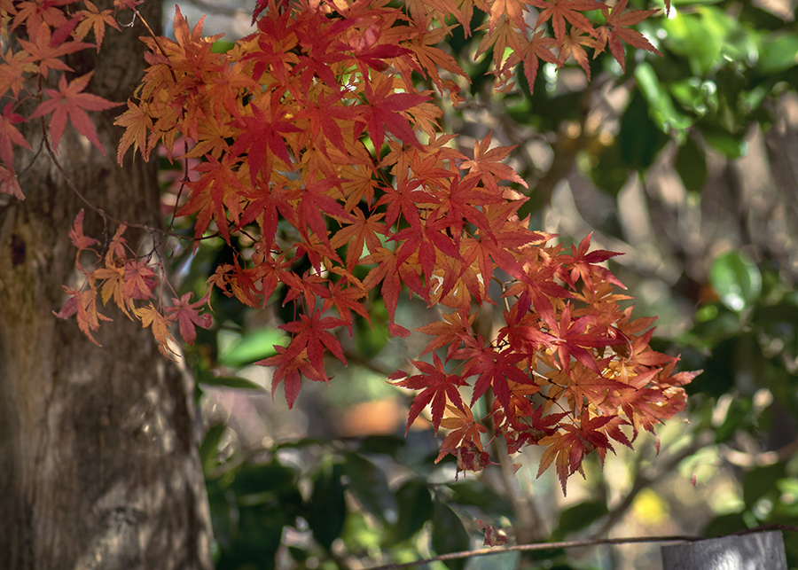 DSC01516  森影の小径にて