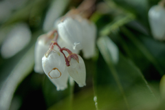 DSC00715.陽春