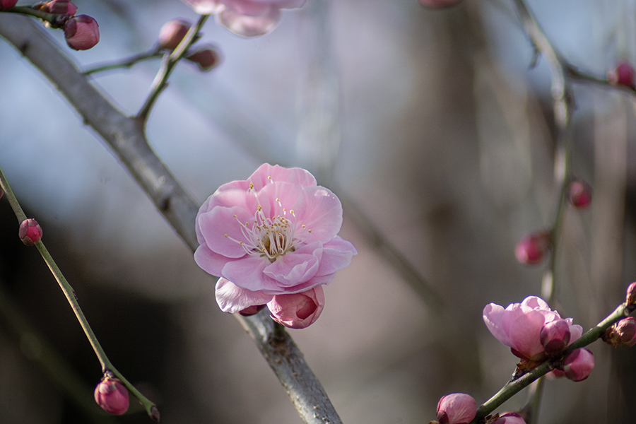 DSC00001 Spring is just around corner.