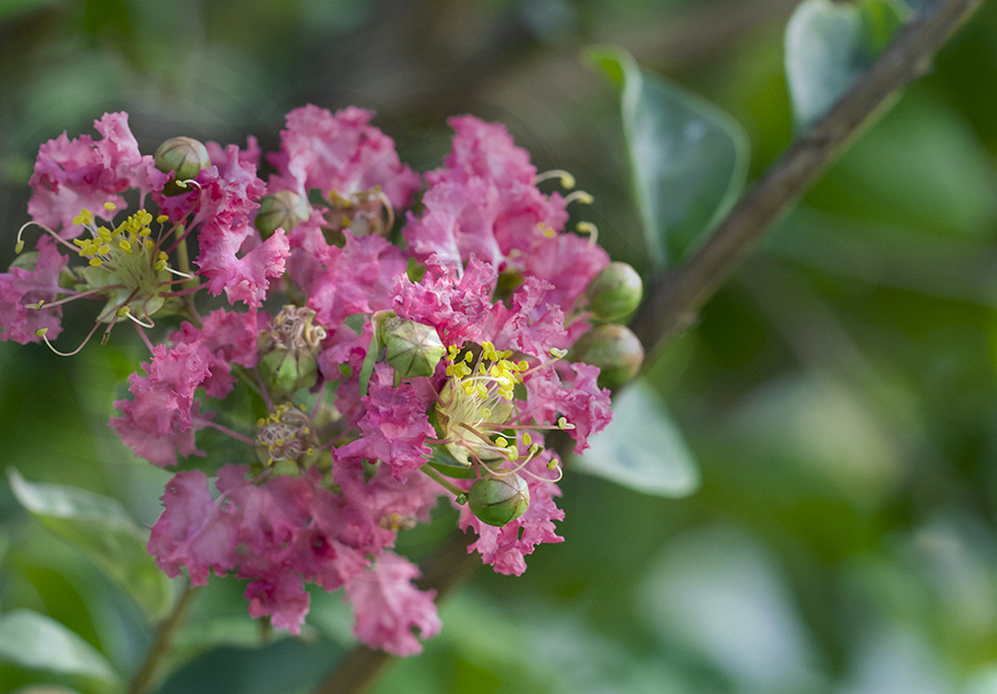 DSC02708 Blown by a gentle breeze 