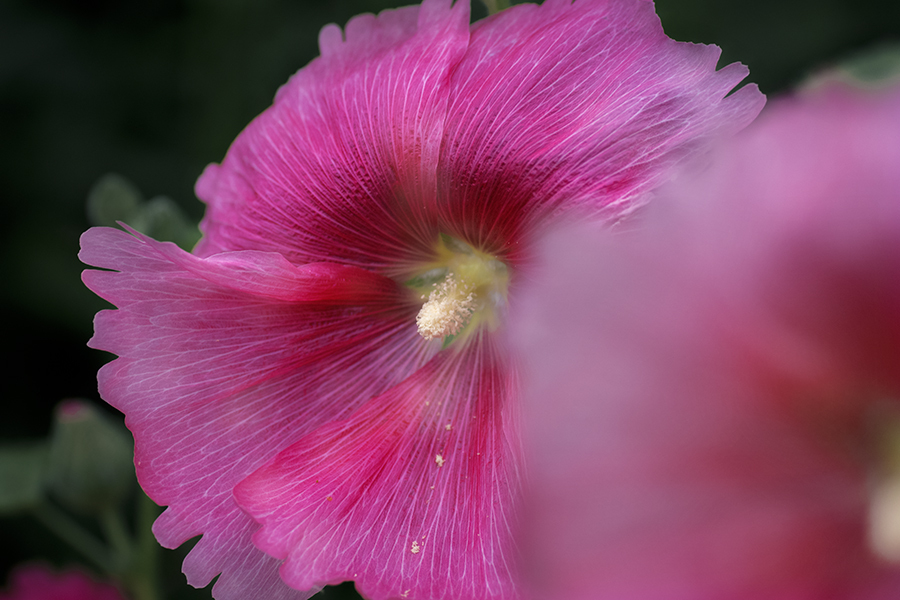 DSC04002.夏を呼ぶ タチアオイ