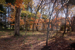 往く秋    DSC03085