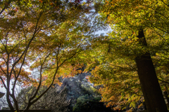 DSC05578 紅葉を仰ぐ