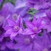 DSC00596. クレマチス