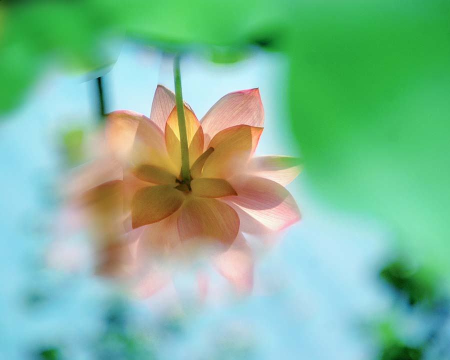 DSC00249.  七月の池もよう