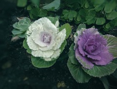 玄関前の葉牡丹　P1060066