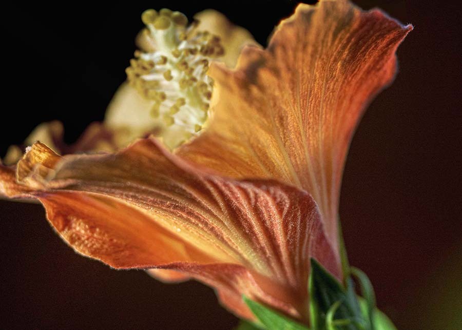 DSC09572. 花の素顔.