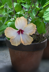 DSC02246. 夏の陽射しの中