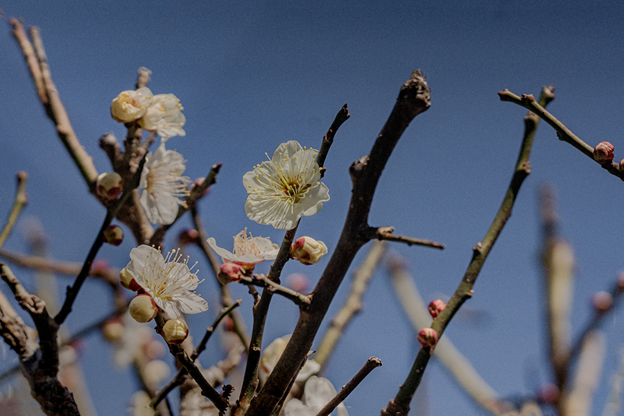 DSC07308. 陽春
