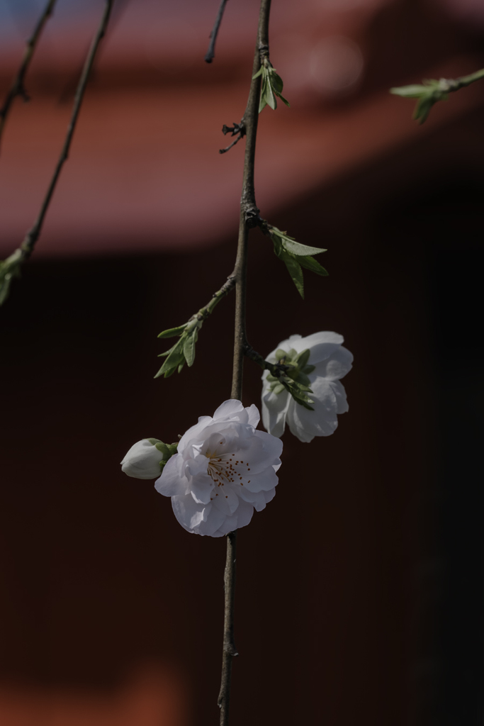 祠の前に桃の花