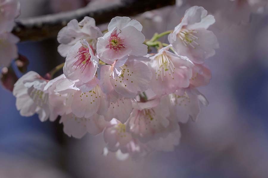 DSC08428.三月の空と桜 jpg