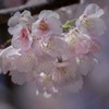 DSC08428.三月の空と桜 jpg