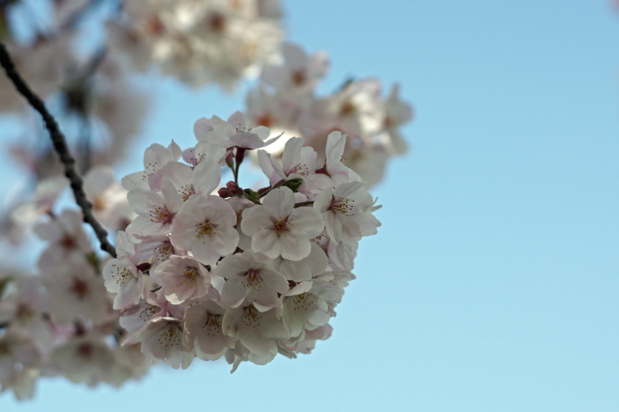 昨日の桜-3
