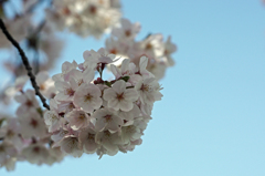 昨日の桜-3