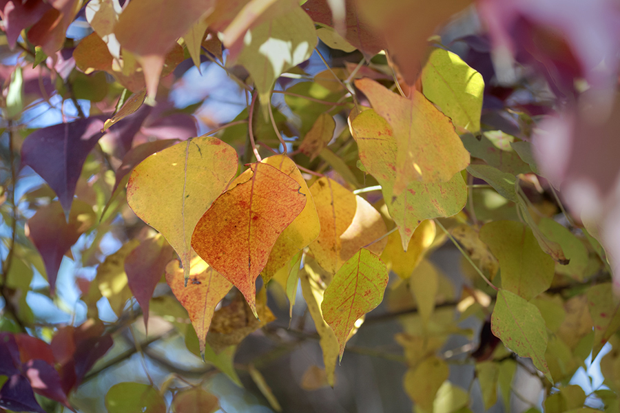DSC04830. 南京櫨山