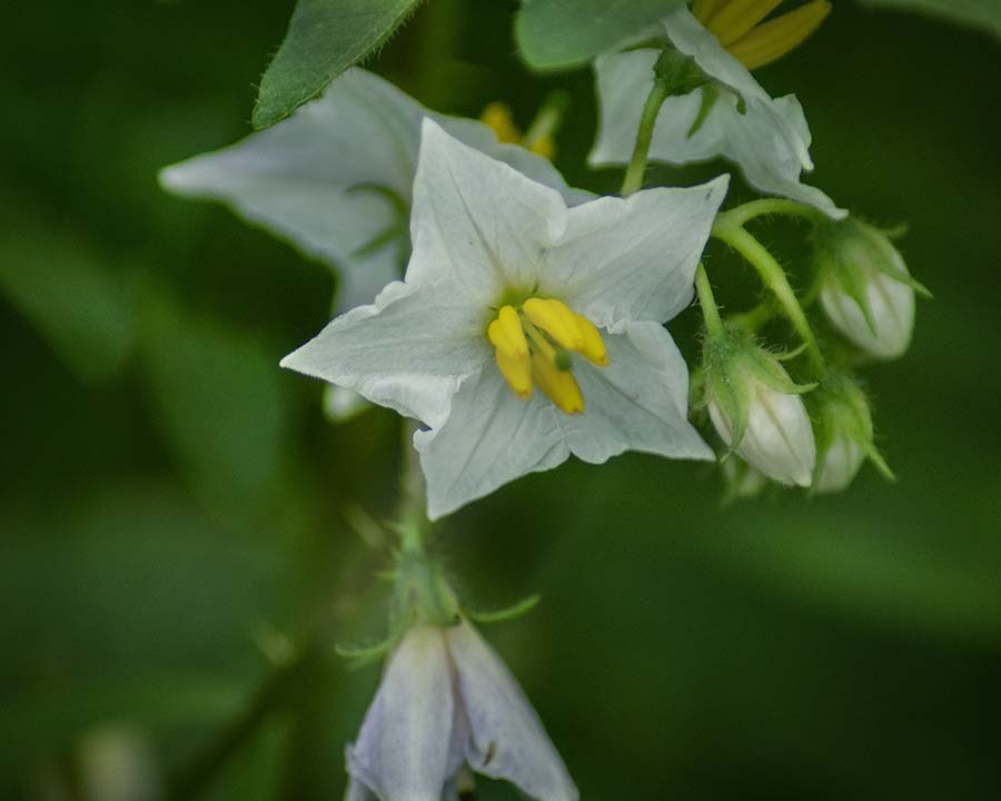DSC00067. ワルナスビ