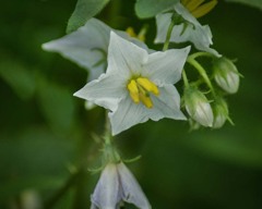 DSC00067. ワルナスビ