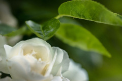 DSC03210  五月の青と白薔薇