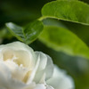 DSC03210  五月の青と白薔薇