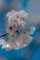 DSC08484-安行桜-10