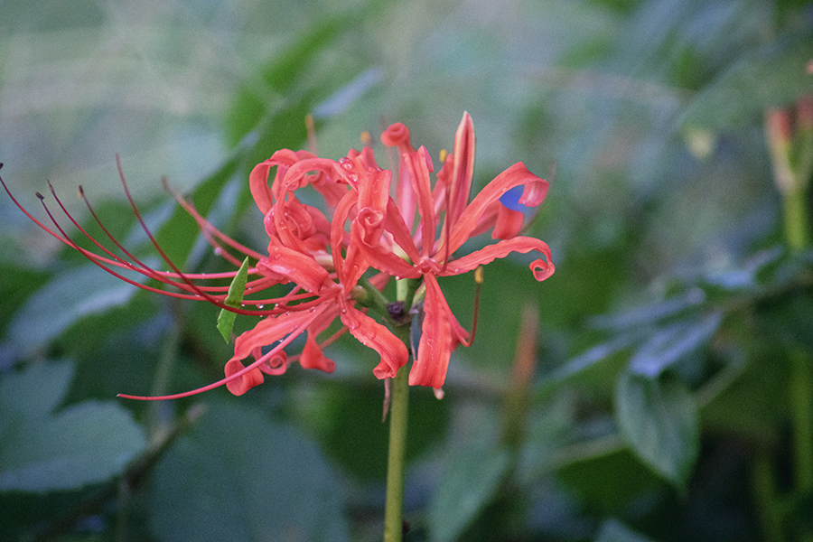 DSC09464. 緑片のブローチ