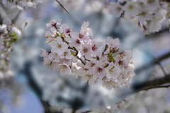 DSC05325. 花日和