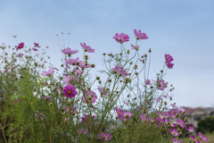 DSC04586. 青空に咲くjpg