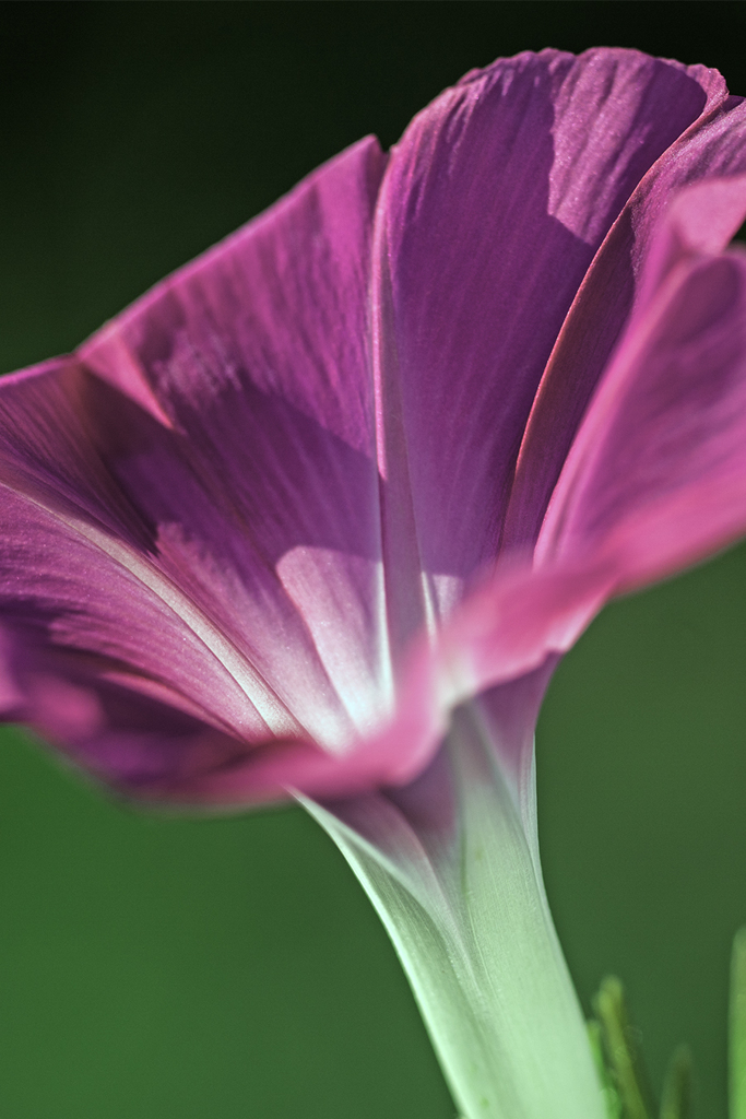 真夏の朝顔　その線の美しさに魅了