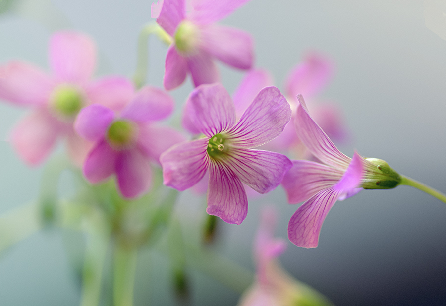 DSC09787. 花の寄り添い