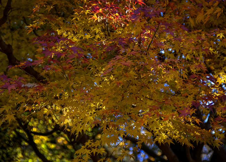 DSC01187　冬もみじ-13