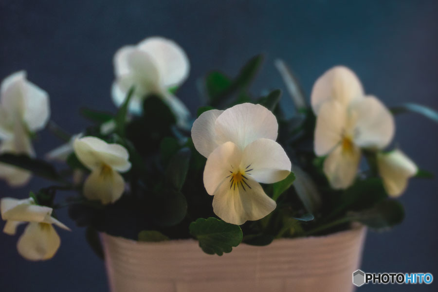 DSC05931-ビオラの鉢植え