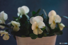 DSC05931-ビオラの鉢植え