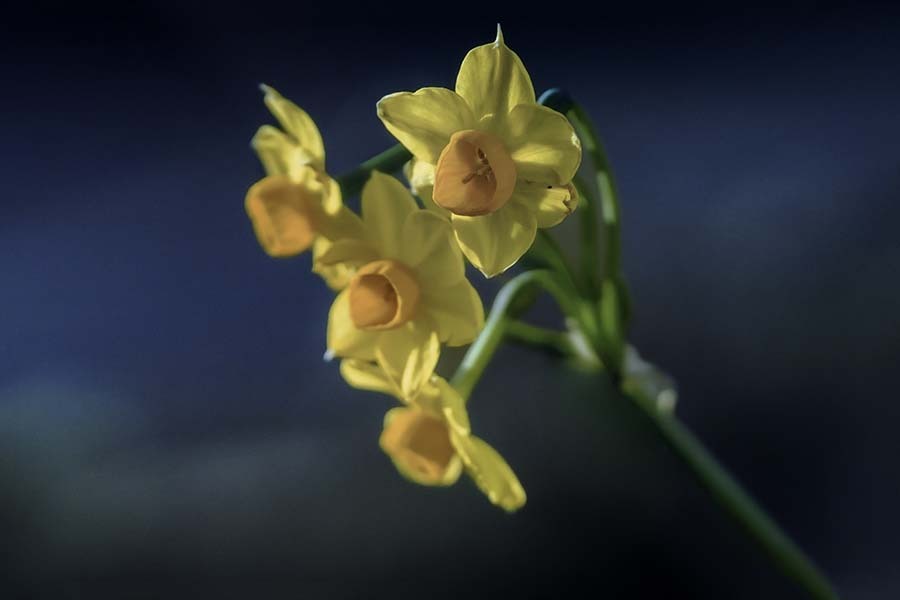 伊豆の水仙　DSC06085