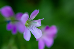DSC01691.  野に咲く花のように