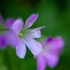 DSC01691.  野に咲く花のように