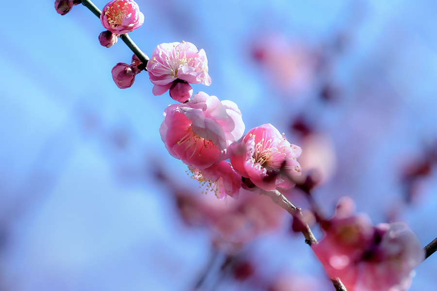DSC00334. 春近し