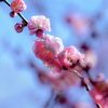 DSC00334. 春近し