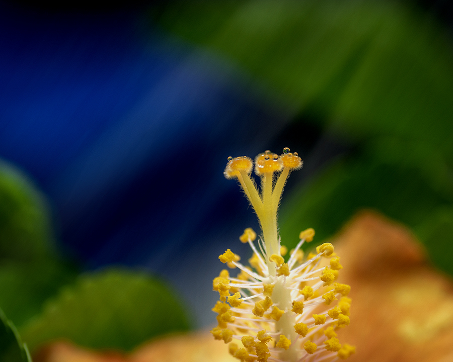 DSC04206. ハイビスカスの光る蕊　