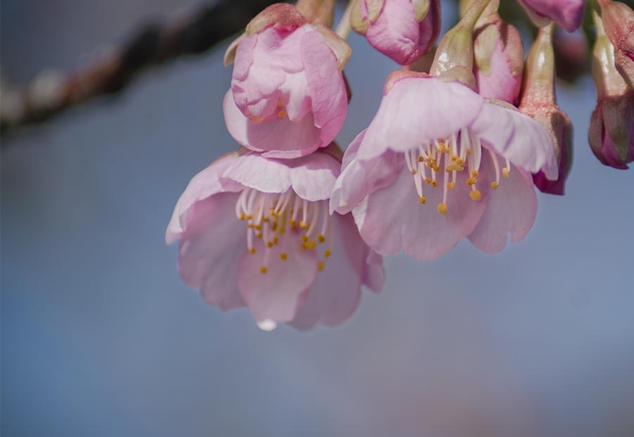 DSC00084. 桜に逢えた