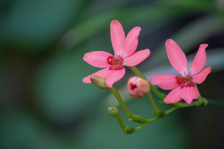 DSC08343. 花の家族？