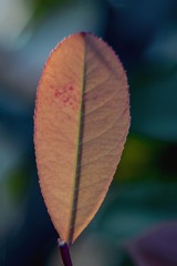 DSC08431.  spring leaves.  jpg