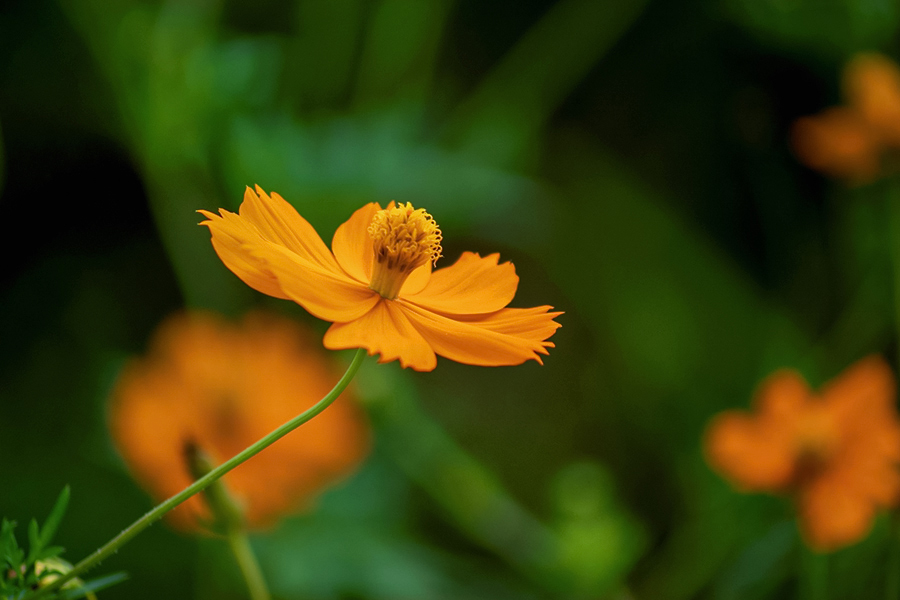 DSC09550. 風に舞う