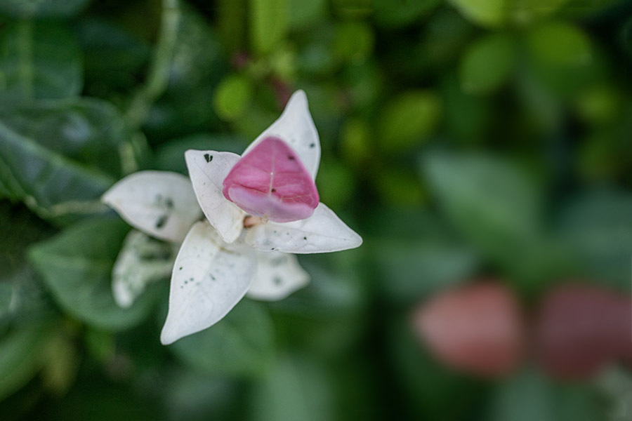 DSC08392. . 葉の海に漂う