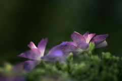 紫陽花の丘発-1