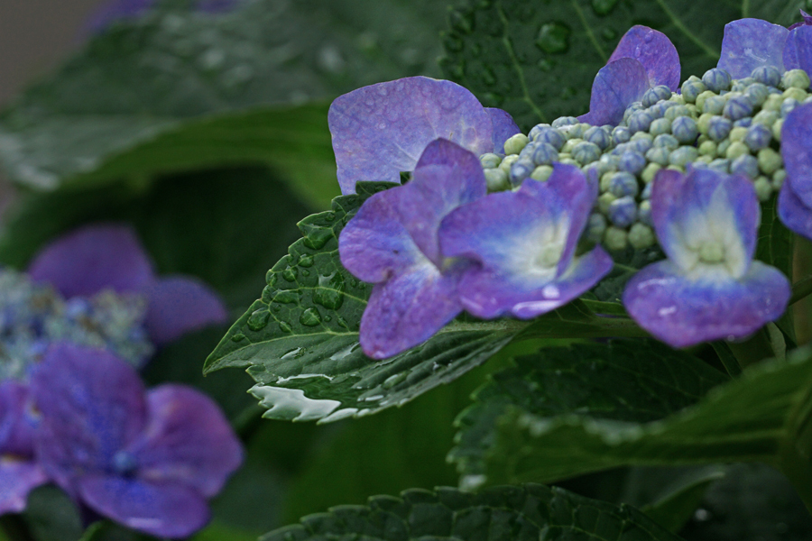 雨あがりの午後