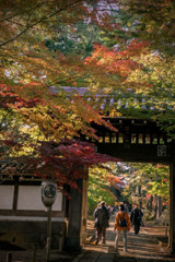 DSC04885-紅葉21番