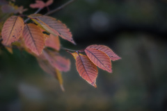 DSC08968. autumn leaves